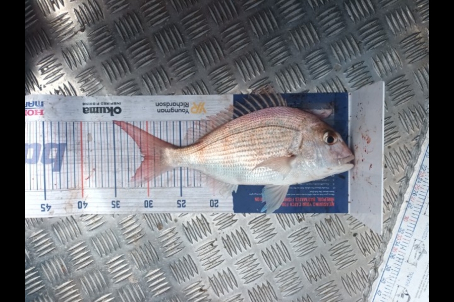 Alex O'Dwyer caught this 30.5cm Snapper at Mount mauganui during The Export NZ Fishing Competition