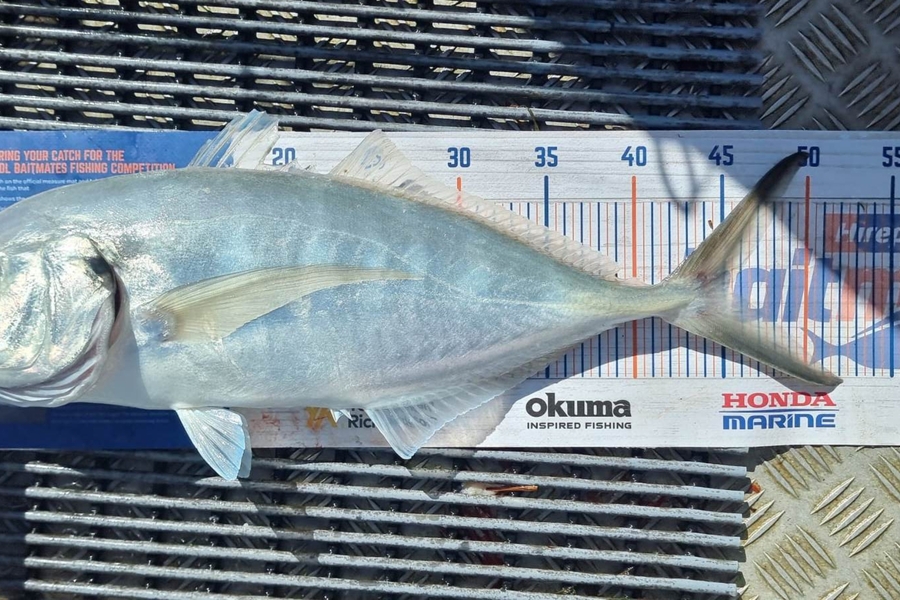 Jessica Francis caught this 45.5cm Trevally at Pukenui  during The Export NZ Fishing Competition
