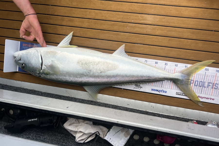 Ethan Palmer caught this 98.5cm Kingfish at Waihi Beach  during The Export NZ Fishing Competition