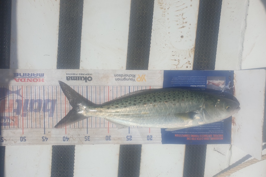 karl scholtens caught this 38.0cm Kahawai at great barrier island during The Export NZ Fishing Competition