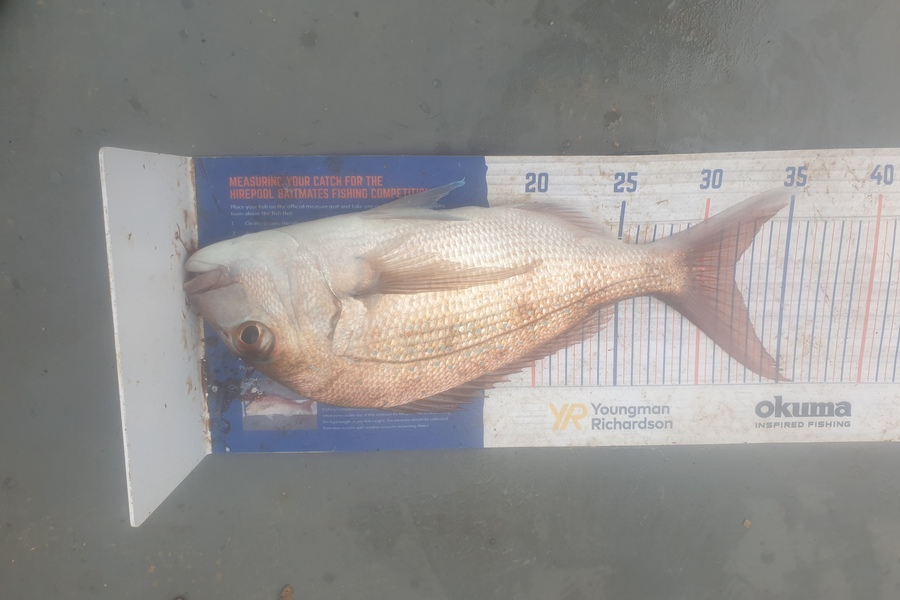 karl scholtens caught this 32.0cm Snapper at great barrier island during The Export NZ Fishing Competition