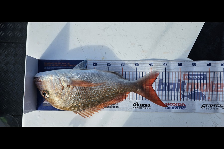 Amal Soman caught this 40.0cm Snapper at Hauraki Gulf during The Export NZ Fishing Competition
