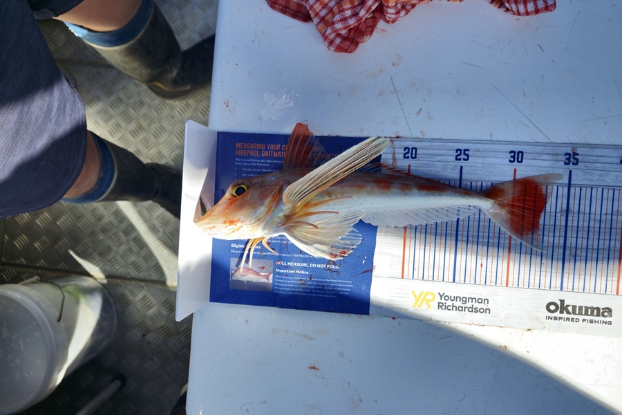 Amal Soman caught this 32.5cm Gurnard at Hauraki Gulf during The Export NZ Fishing Competition