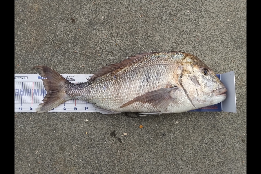 William Samson caught this 83.0cm Snapper at Doubtless bay during The Export NZ Fishing Competition