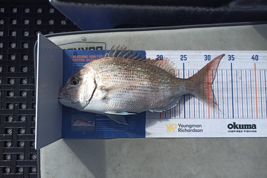 Duncan Pringle caught this 30.5cm Snapper at Wellington harbour  during The Export NZ Fishing Competition