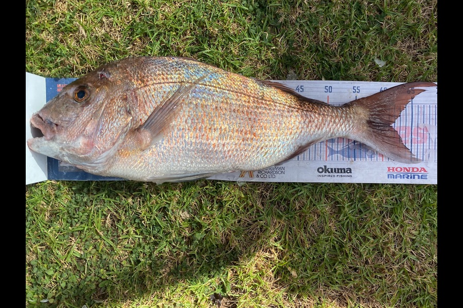 Mark Ray caught this 61.0cm Snapper at Northland during The Export NZ Fishing Competition