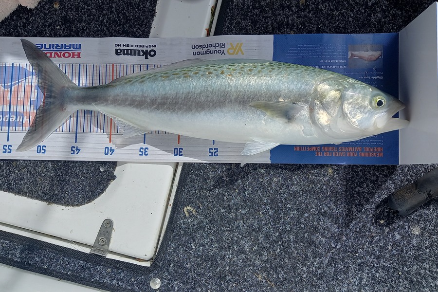 Mike Karl caught this 50.0cm Kahawai at Kawhia  during The Export NZ Fishing Competition