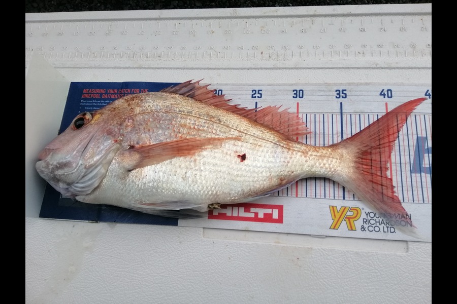 Larry Temperley caught this 39.5cm Snapper at Little Barrier during The Export NZ Fishing Competition