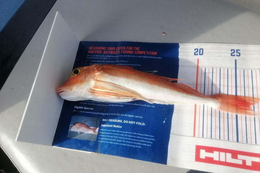 Larry Temperley caught this 26.5cm Gurnard at Little Barrier during The Export NZ Fishing Competition