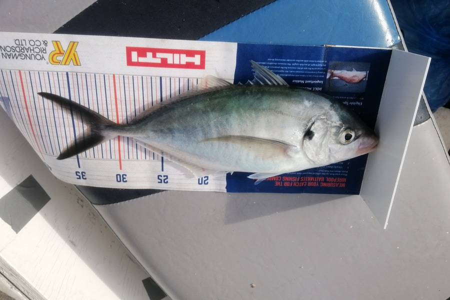 Larry Temperley caught this 33.0cm Trevally at Little Barrier during The Export NZ Fishing Competition