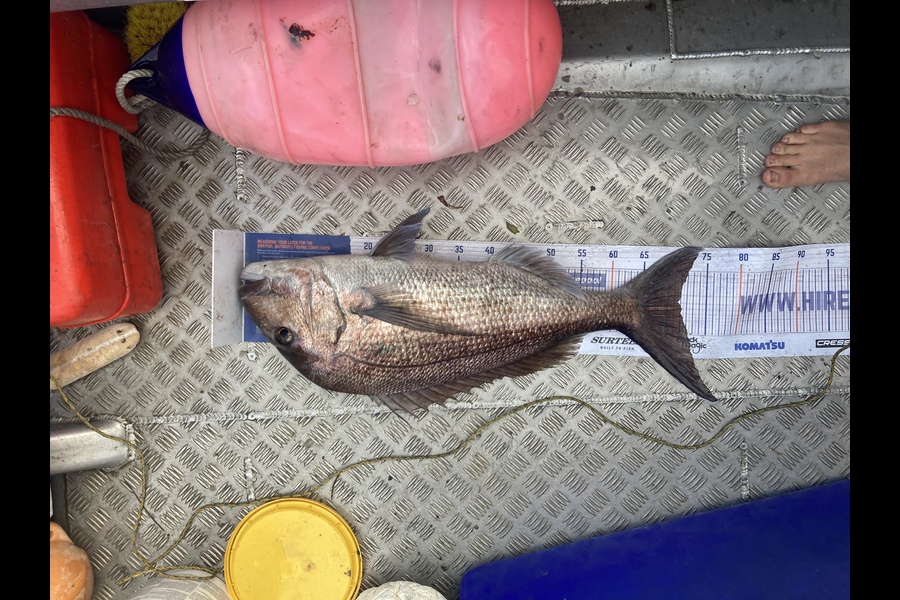 James Farley caught this 70.5cm Snapper at Parengarenga  during The Export NZ Fishing Competition