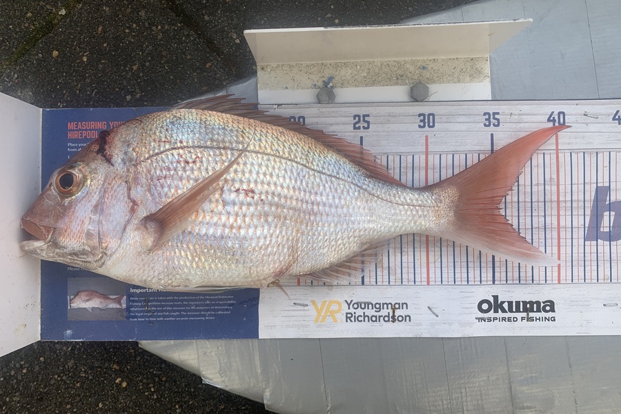 Graeme Duncan caught this 35.0cm Snapper at Bop during The Export NZ Fishing Competition