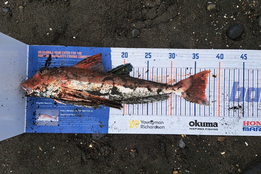 Brian Farley caught this 37.0cm Gurnard at Waiiti during The Export NZ Fishing Competition