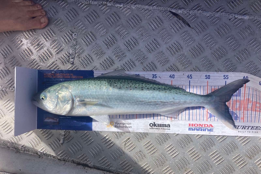 Louise Farley caught this 55.0cm Kahawai at Parengarenga  during The Export NZ Fishing Competition