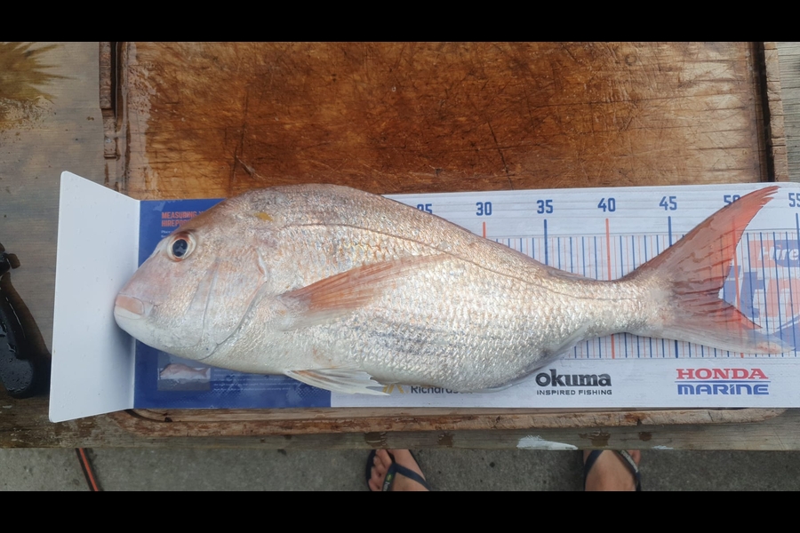 Andre Wilson caught this 48.5cm Snapper at Auckland  during The Export NZ Fishing Competition