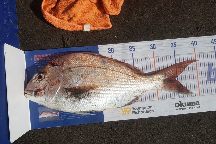 Flint Matene caught this 34.0cm Snapper at Raglan during The Export NZ Fishing Competition