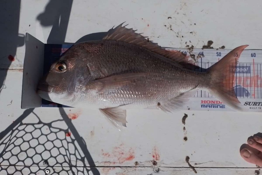 Daniel Dawson caught this 54.0cm Snapper at Tauranga  during The Export NZ Fishing Competition