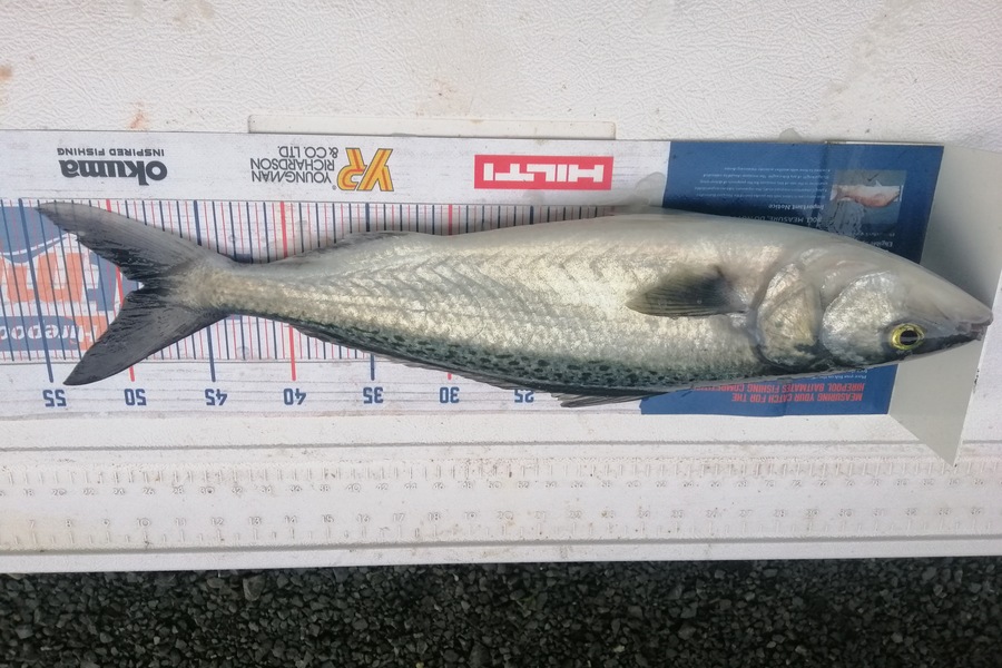 Larry Temperley caught this 48.5cm Kahawai at Inner Hauraki Gulf during The Export NZ Fishing Competition