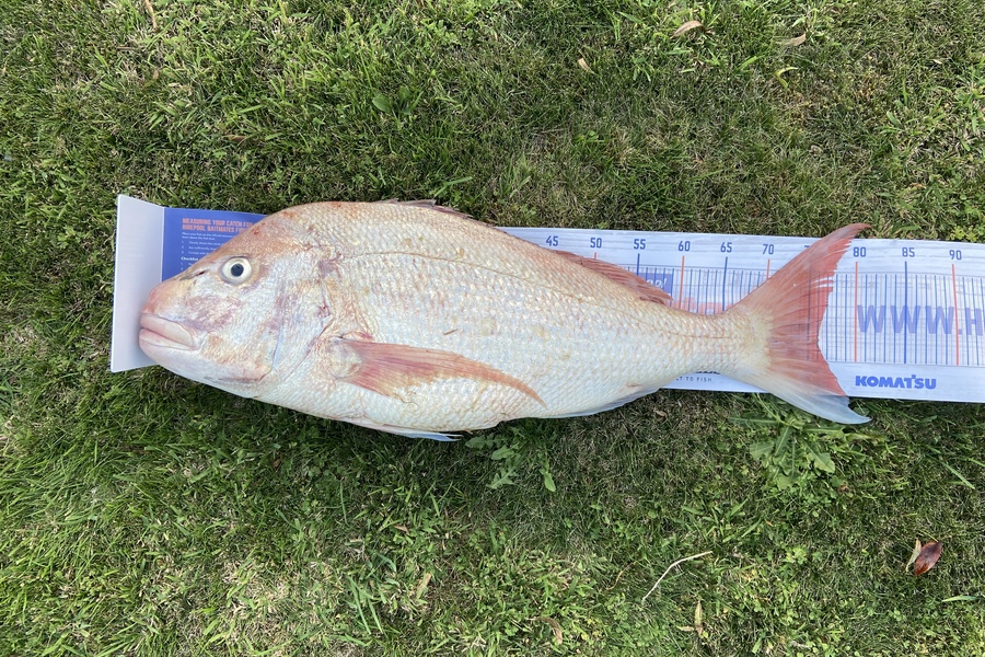 Jack Ogden caught this 76.0cm Snapper at Bell Block during The Export NZ Fishing Competition