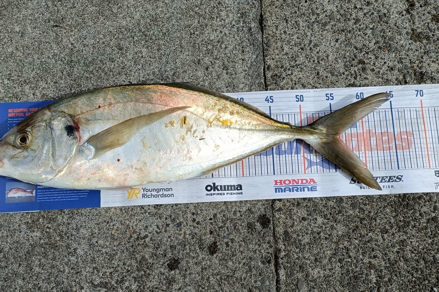 Marshall Wells caught this 55.5cm Trevally at Bell block  during The Export NZ Fishing Competition