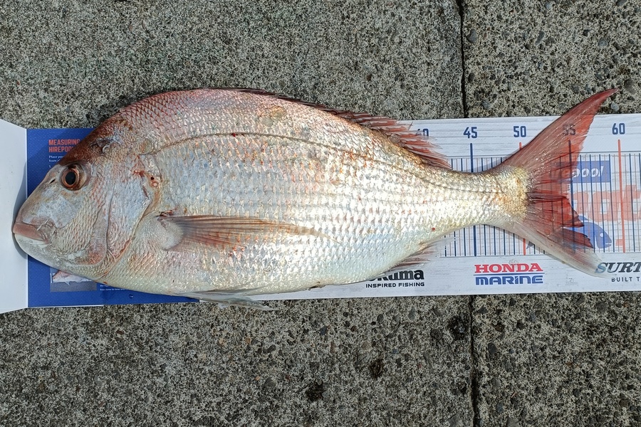 Marshall Wells caught this 54cm Snapper at Bell block  during The Export NZ Fishing Competition