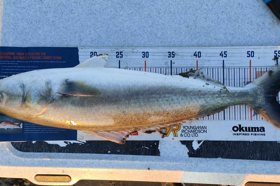 Nikora Wild caught this 54.0cm Kahawai at Himatangi  during The Export NZ Fishing Competition