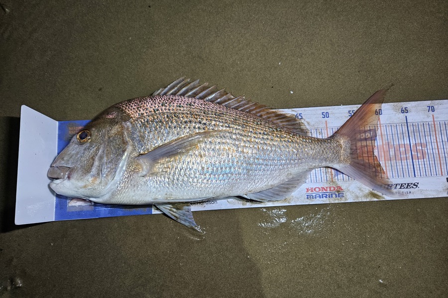 Andre Zowitzkey caught this 58.0cm Snapper at North during The Export NZ Fishing Competition