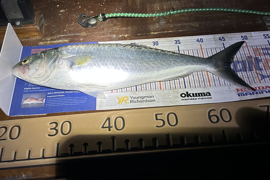Blair Brookbanks caught this 45.0cm Kahawai at Papamoa Beach during The Export NZ Fishing Competition
