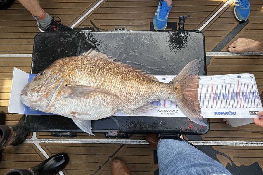 Antony Smit caught this 74.0cm Snapper at Te Hauturu-o-Toi during The Export NZ Fishing Competition