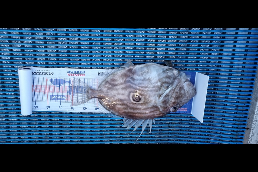 Tracey Castle caught this 51.0cm John Dory at new plymouth  during The Export NZ Fishing Competition