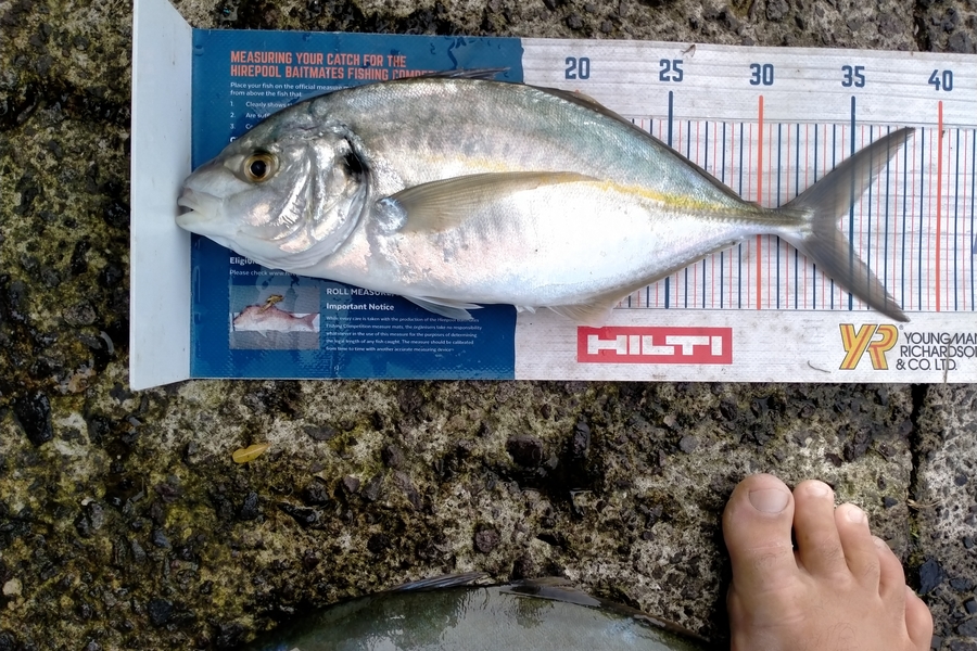 Andrew Cornelder caught this 34.0cm Trevally at Tauranga  during The Export NZ Fishing Competition