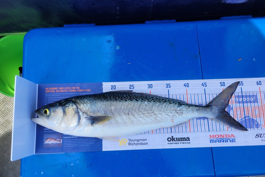 Robert Falconer caught this 50.0cm Kahawai at New Plymouth  during The Export NZ Fishing Competition