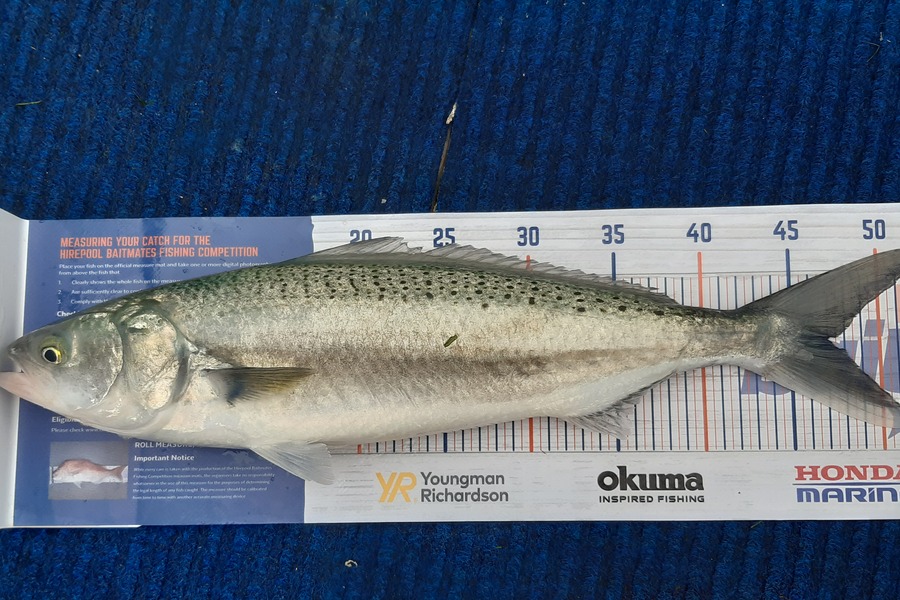 Daniel Van den Berg caught this 47.0cm Kahawai at Tauranga during The Export NZ Fishing Competition