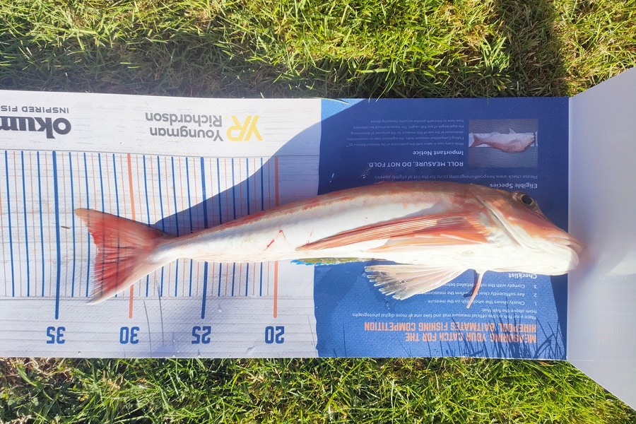 Mark Devane caught this 32.0cm Gurnard at Paraparaumu  during The Export NZ Fishing Competition