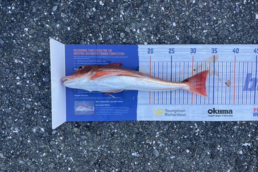 Andrew Durston caught this 33.0cm Gurnard at Kapiti during The Export NZ Fishing Competition