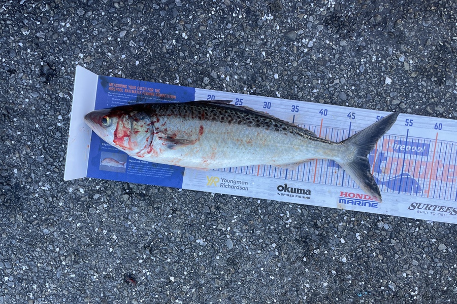 Andrew Durston caught this 48.5cm Kahawai at Kapiti during The Export NZ Fishing Competition