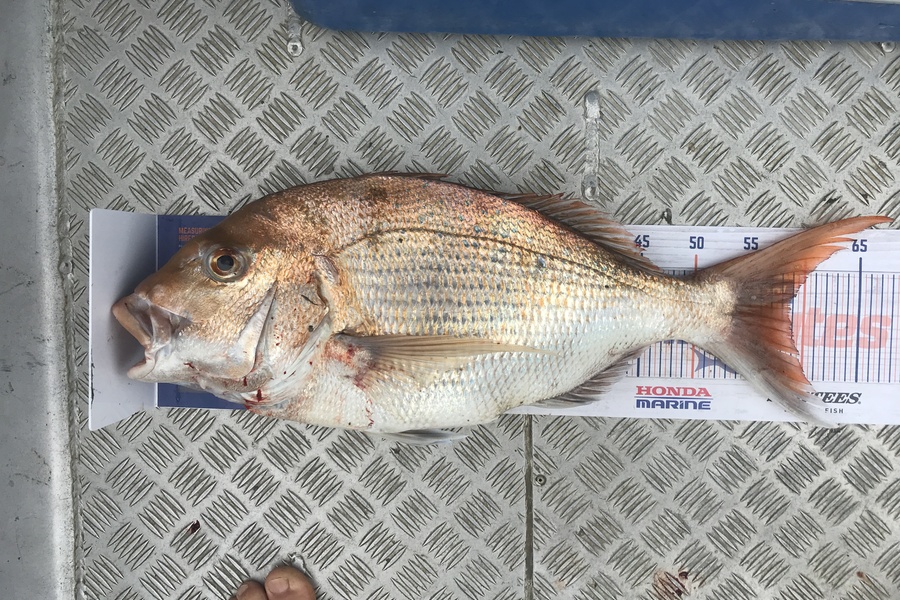 Kraig Steiner caught this 58.5cm Snapper at Kaipara during The Export NZ Fishing Competition