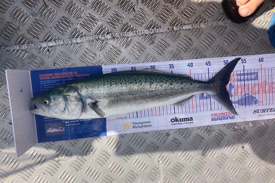 James Farley caught this 49.0cm Kahawai at Parengarenga  during The Export NZ Fishing Competition
