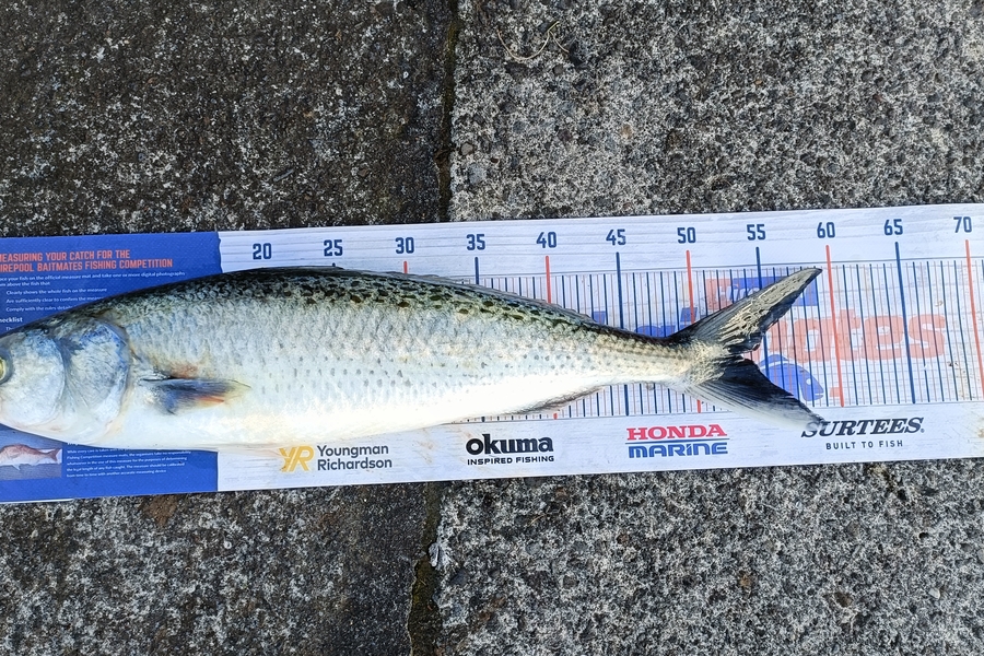Marshall Wells caught this 53cm Kahawai at Cape Egmont  during The Export NZ Fishing Competition