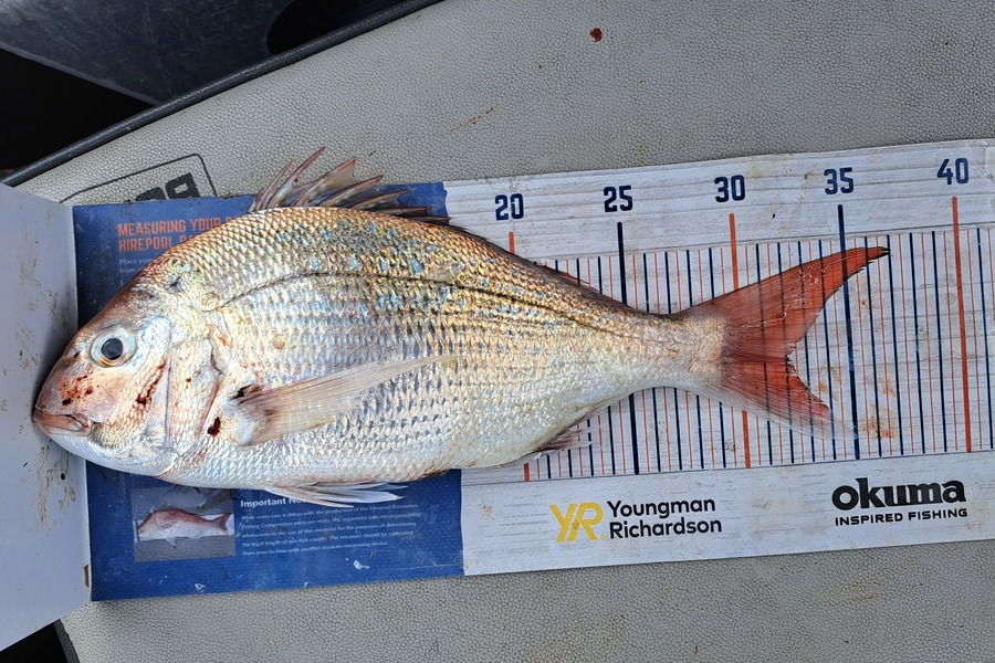 Harry Kovacs caught this 32.0cm Snapper at Wellington Harbour during The Export NZ Fishing Competition