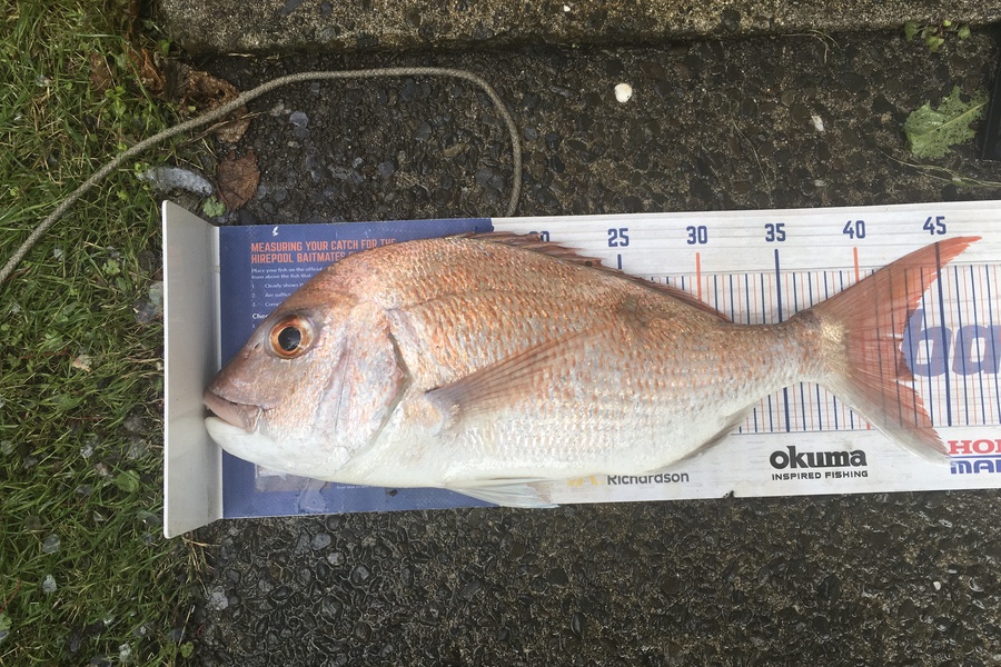 Tony Dodson caught this 42.0cm Snapper at Omaio  during The Export NZ Fishing Competition