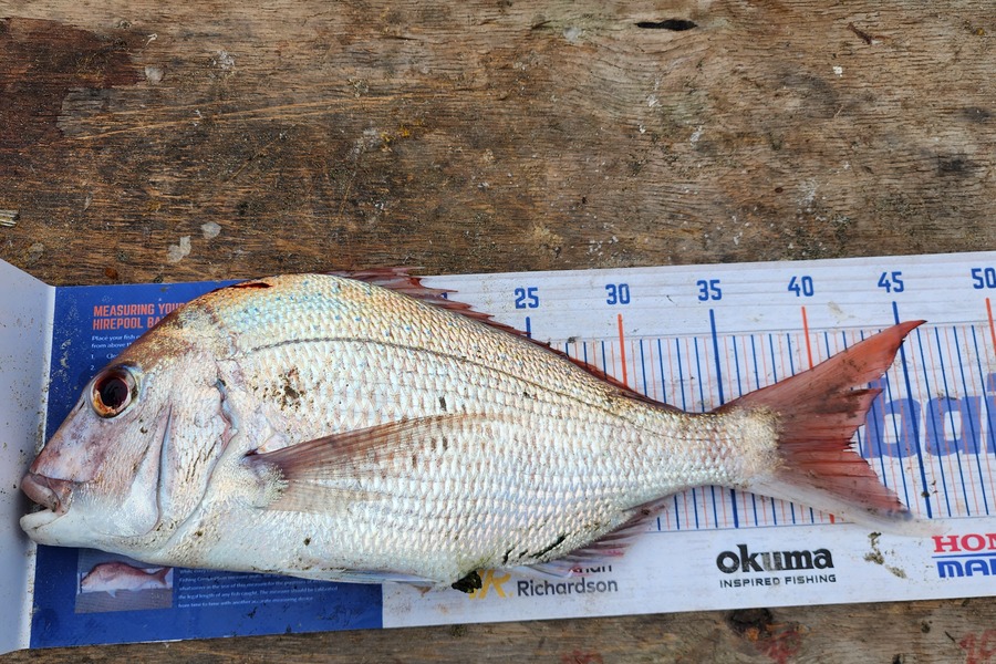 Jon Donaher caught this 41.5cm Snapper at Muriwai  during The Export NZ Fishing Competition