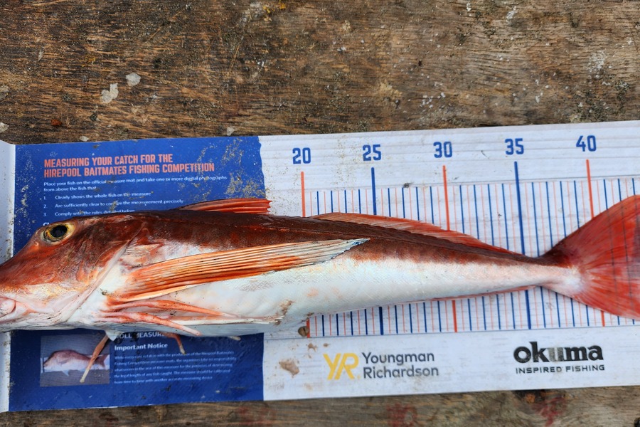 Jon Donaher caught this 43.0cm Gurnard at Muriwai  during The Export NZ Fishing Competition