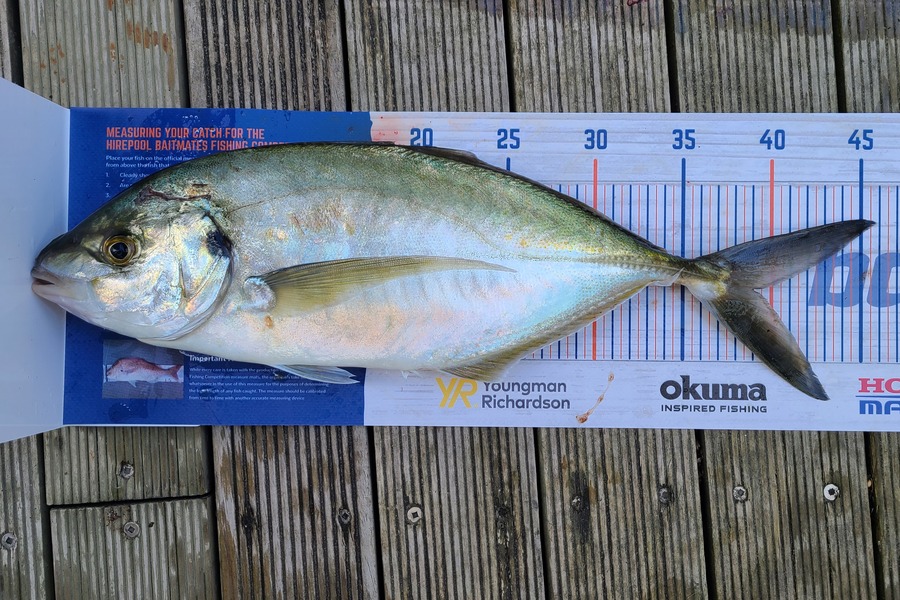 Jordan Boyd caught this 39.0cm Trevally at Kapiti  during The Export NZ Fishing Competition