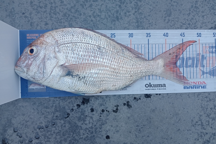 Allan Simons caught this 43.0cm Snapper at Mokau during The Export NZ Fishing Competition