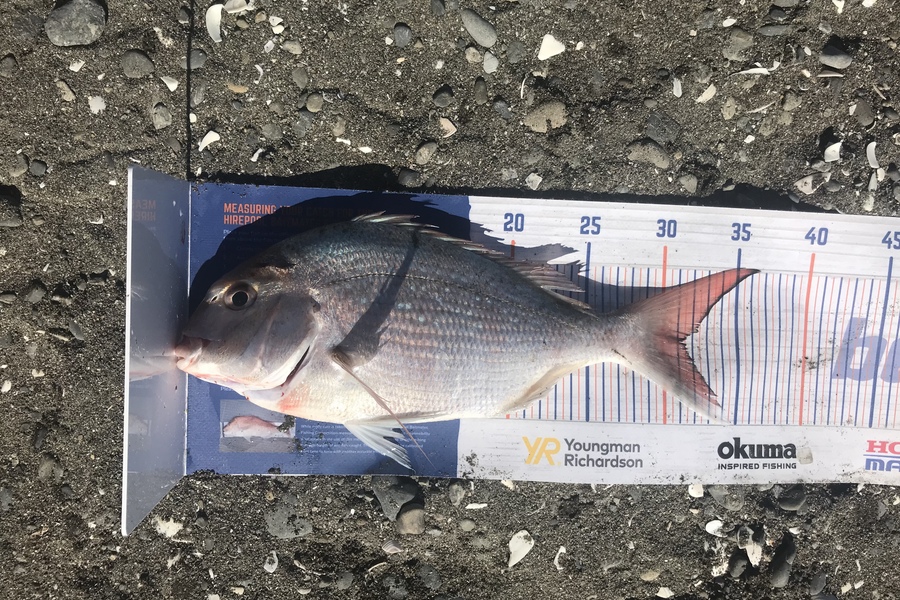 Anthony Murray caught this 31.0cm Snapper at Otaki during The Export NZ Fishing Competition