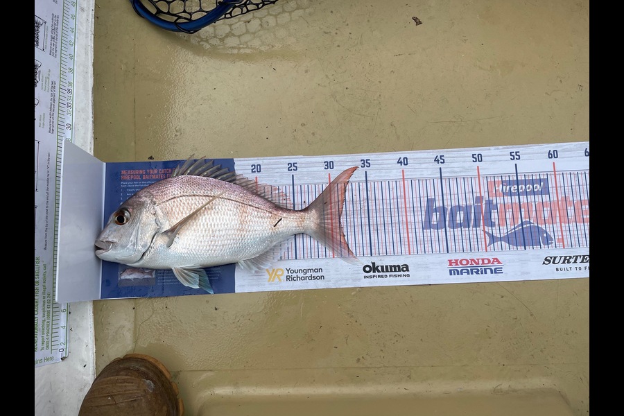 Lee Paetai caught this 31.0cm Snapper at Firth of Thames  during The Export NZ Fishing Competition