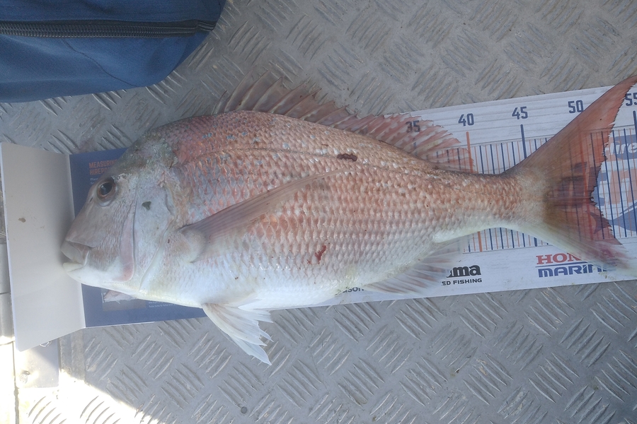Alex Devine caught this 50.0cm Snapper at Kawhai  during The Export NZ Fishing Competition