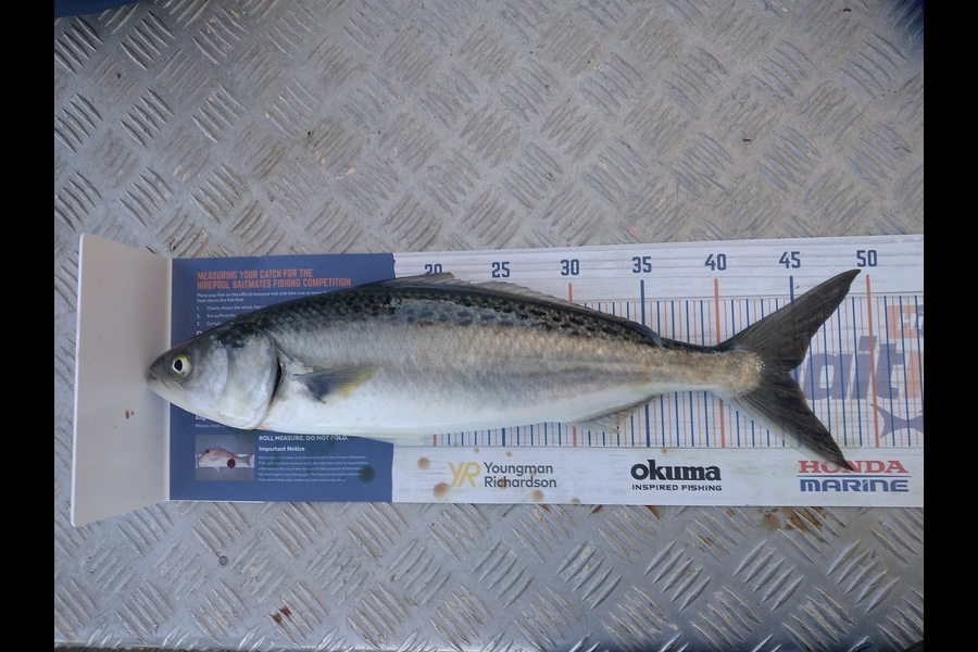 Alex Devine caught this 44.5cm Kahawai at Kawhai  during The Export NZ Fishing Competition