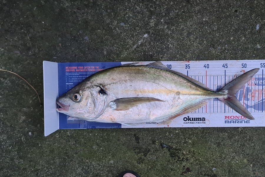 Bevan Harris caught this 47.5cm Trevally at Waitara during The Export NZ Fishing Competition